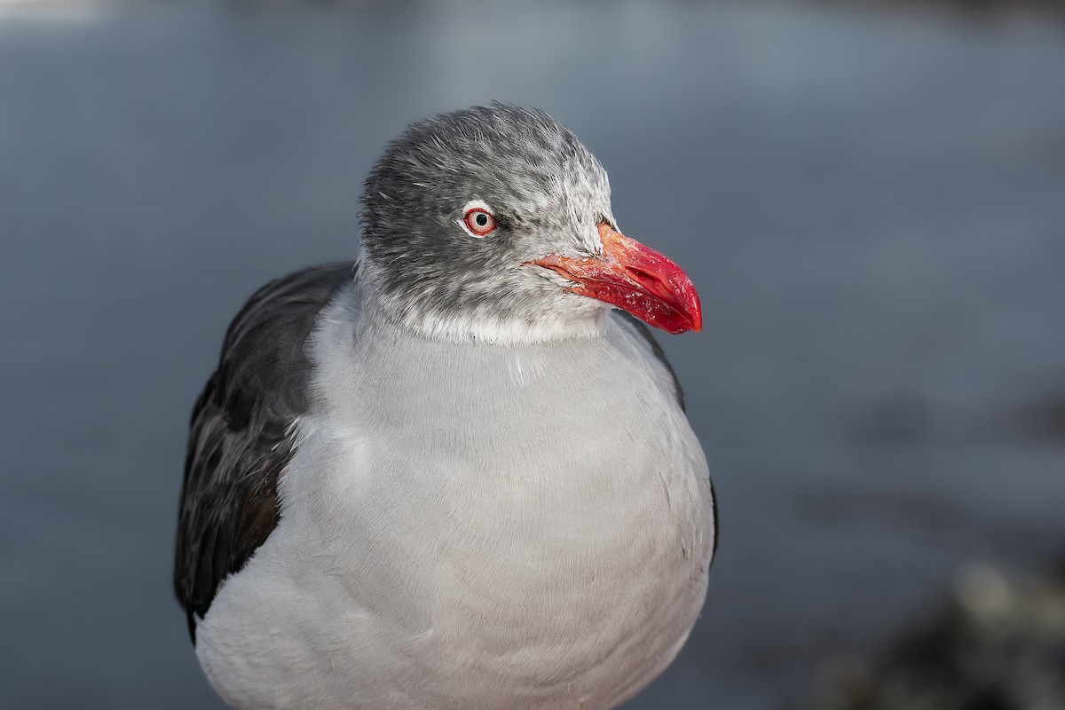 Dolphin Gull - ML635141149