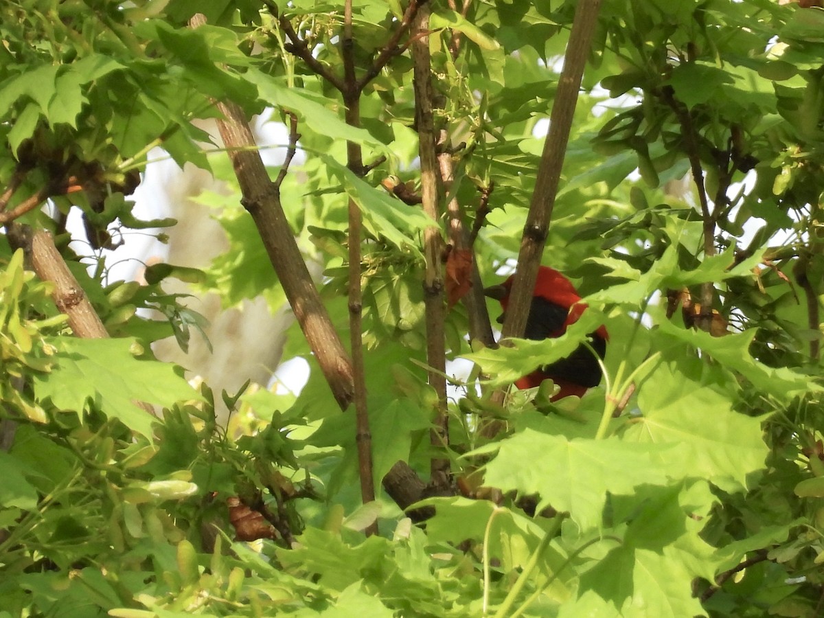 Scarlet Tanager - ML635141151