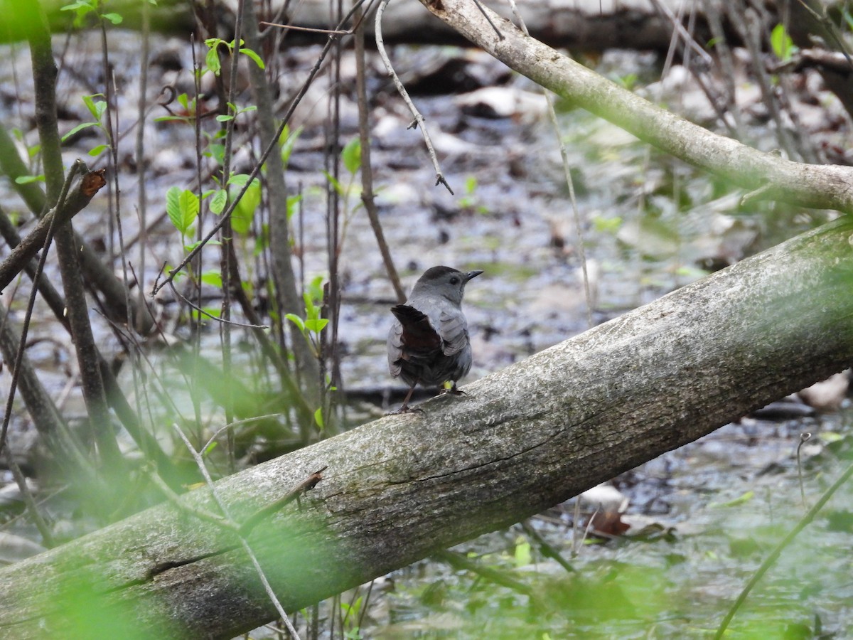 Gray Catbird - ML635141179