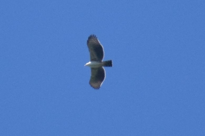 Black-and-chestnut Eagle - ML635141220