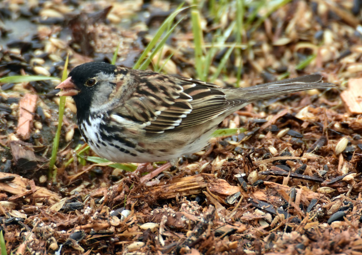 カオグロシトド - ML635141224