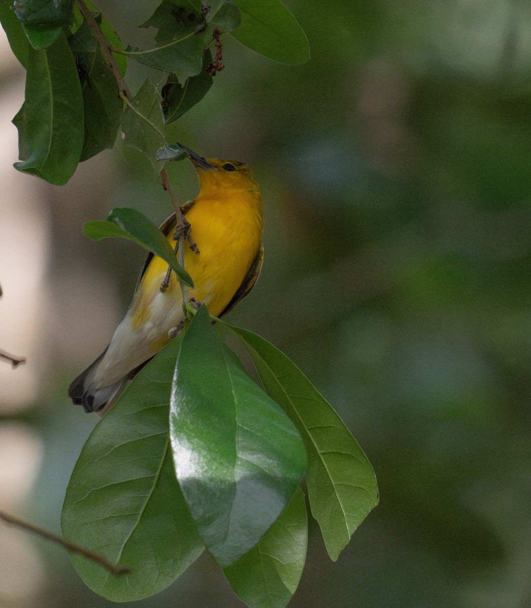 Prothonotary Warbler - ML635141428