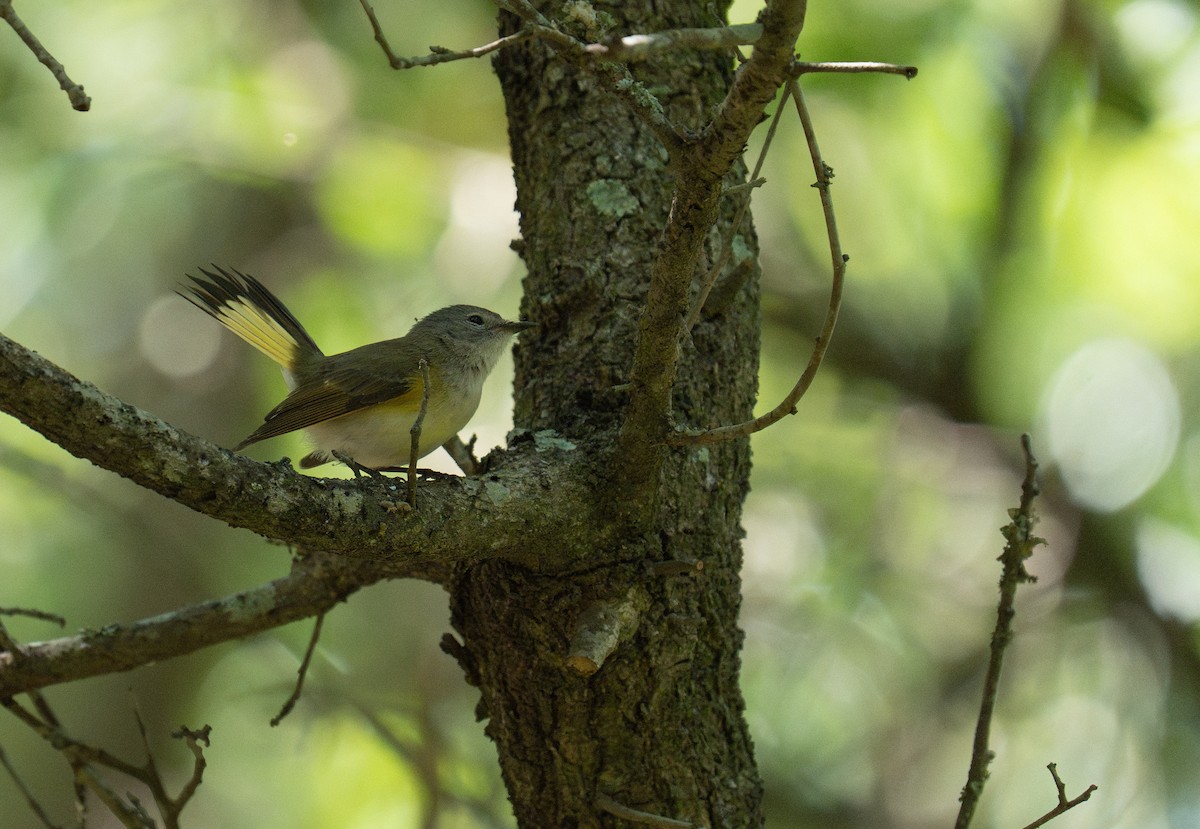 American Redstart - ML635141446