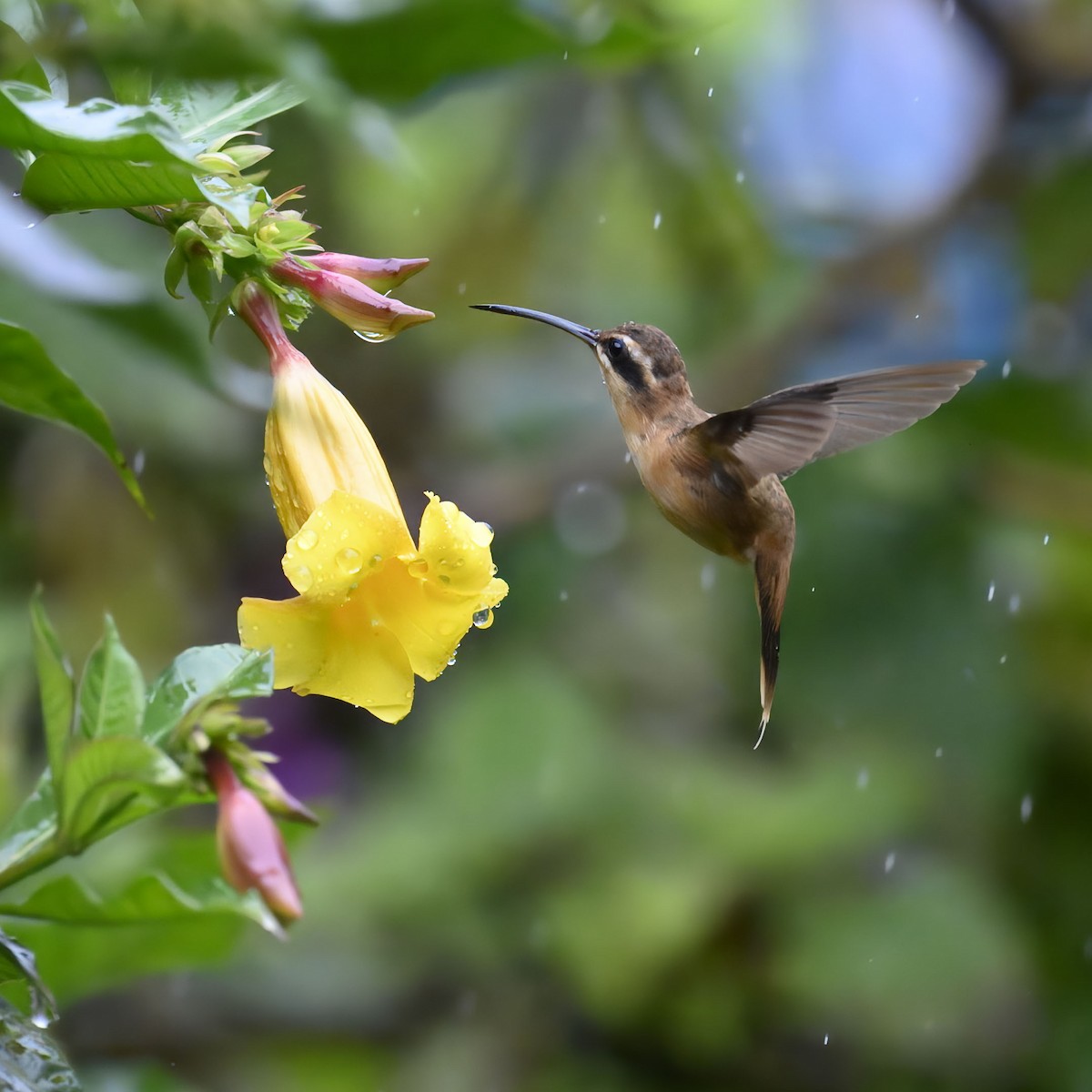 Stripe-throated Hermit - ML635141449