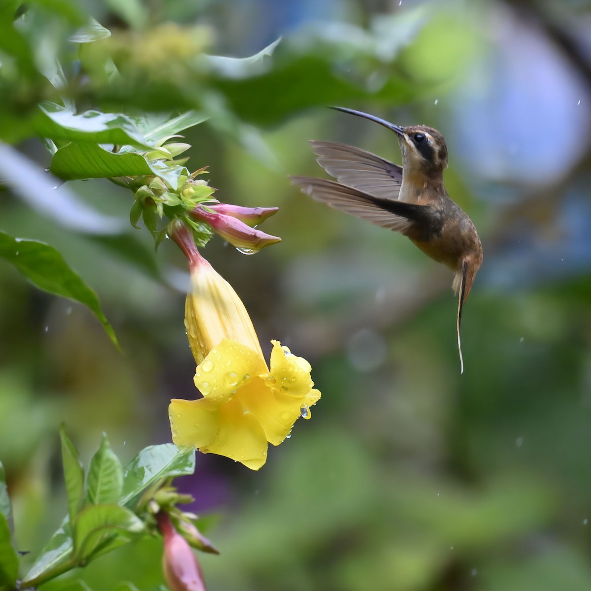 Stripe-throated Hermit - ML635141450