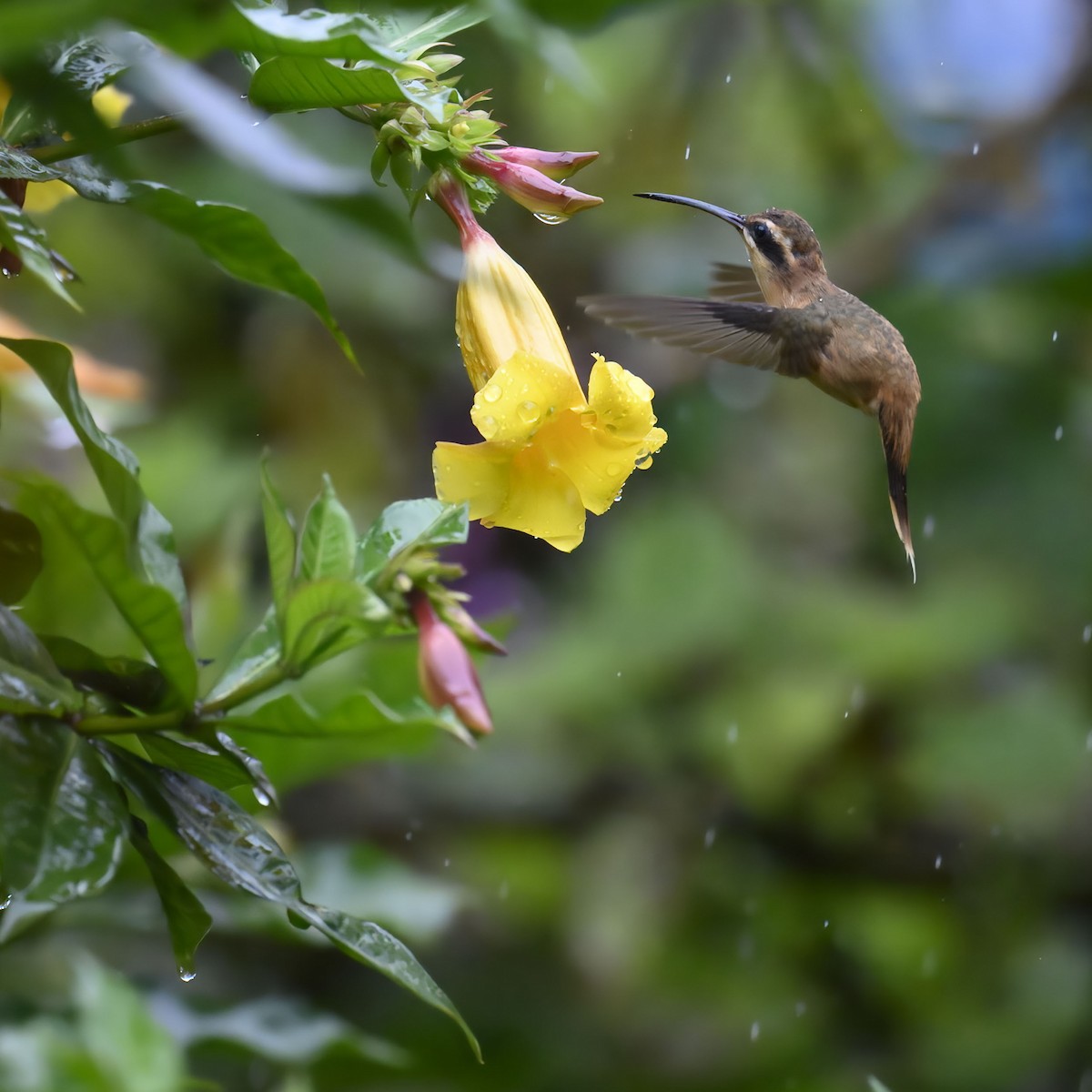 Stripe-throated Hermit - ML635141451