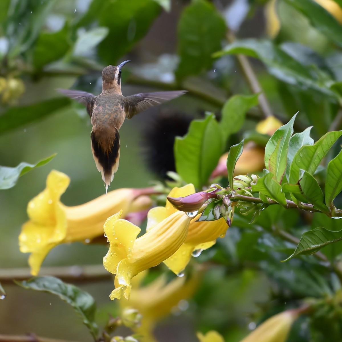Stripe-throated Hermit - ML635141452
