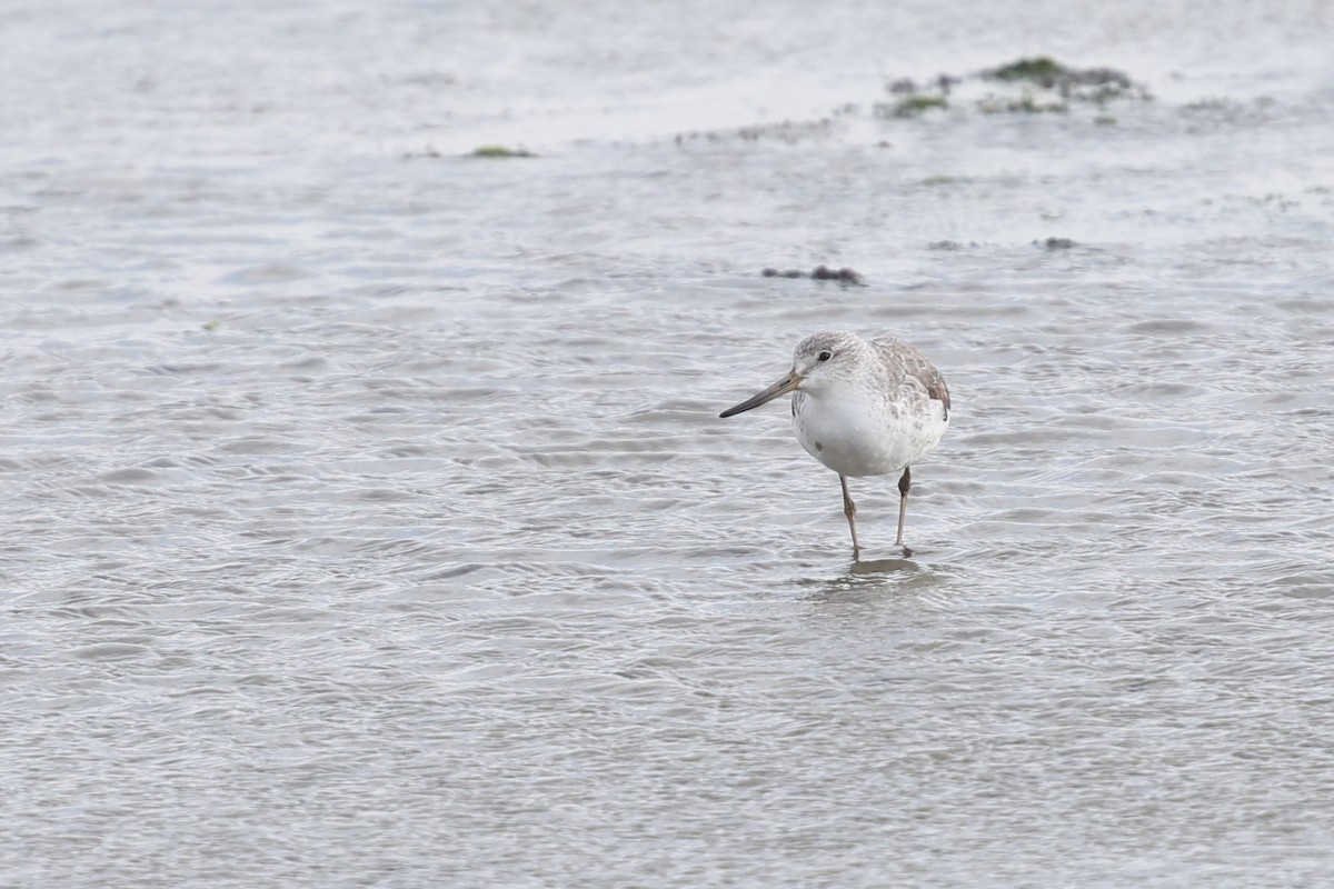 Nordmann's Greenshank - ML635141488