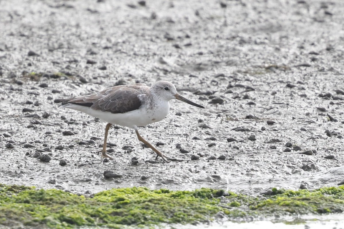 Nordmann's Greenshank - ML635141489
