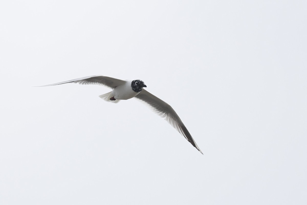 שחף סאונדרס - ML635141504