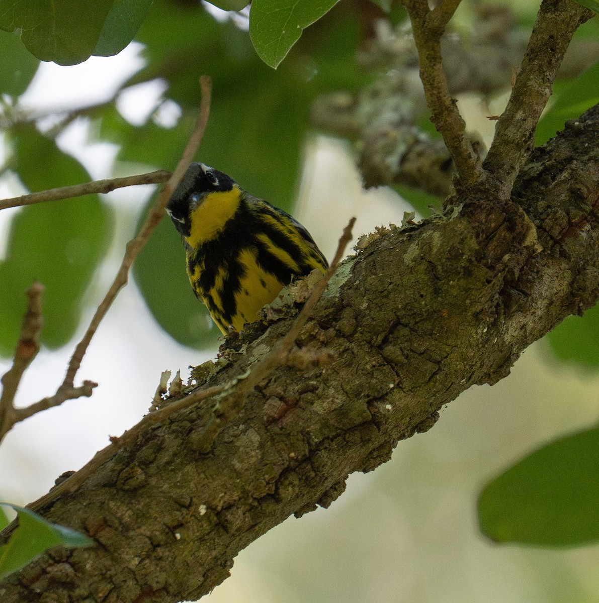 Magnolia Warbler - ML635141516
