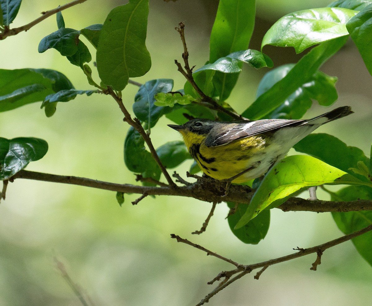 Magnolia Warbler - ML635141517