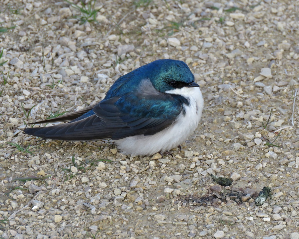 Tree Swallow - ML635141518