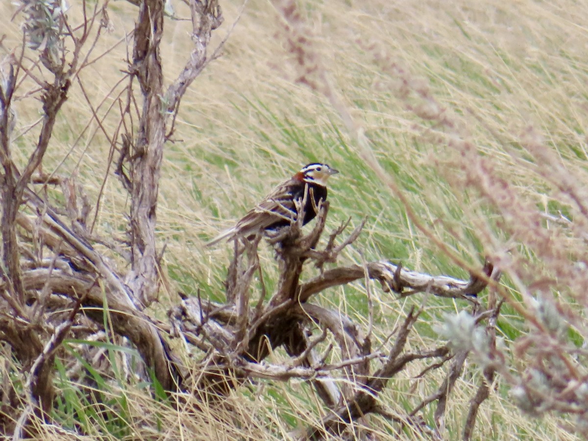 Chestnut-collared Longspur - ML635141576