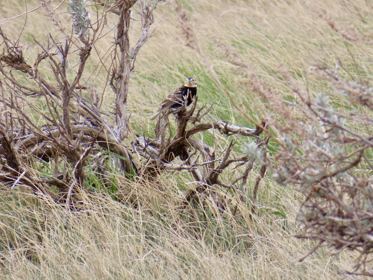 Chestnut-collared Longspur - ML635141577