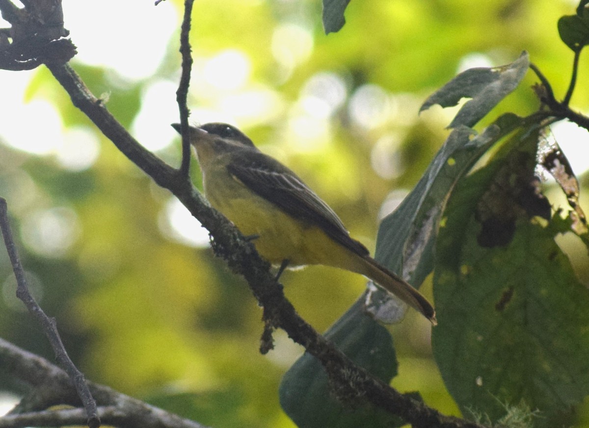Golden-crowned Flycatcher - ML635141584