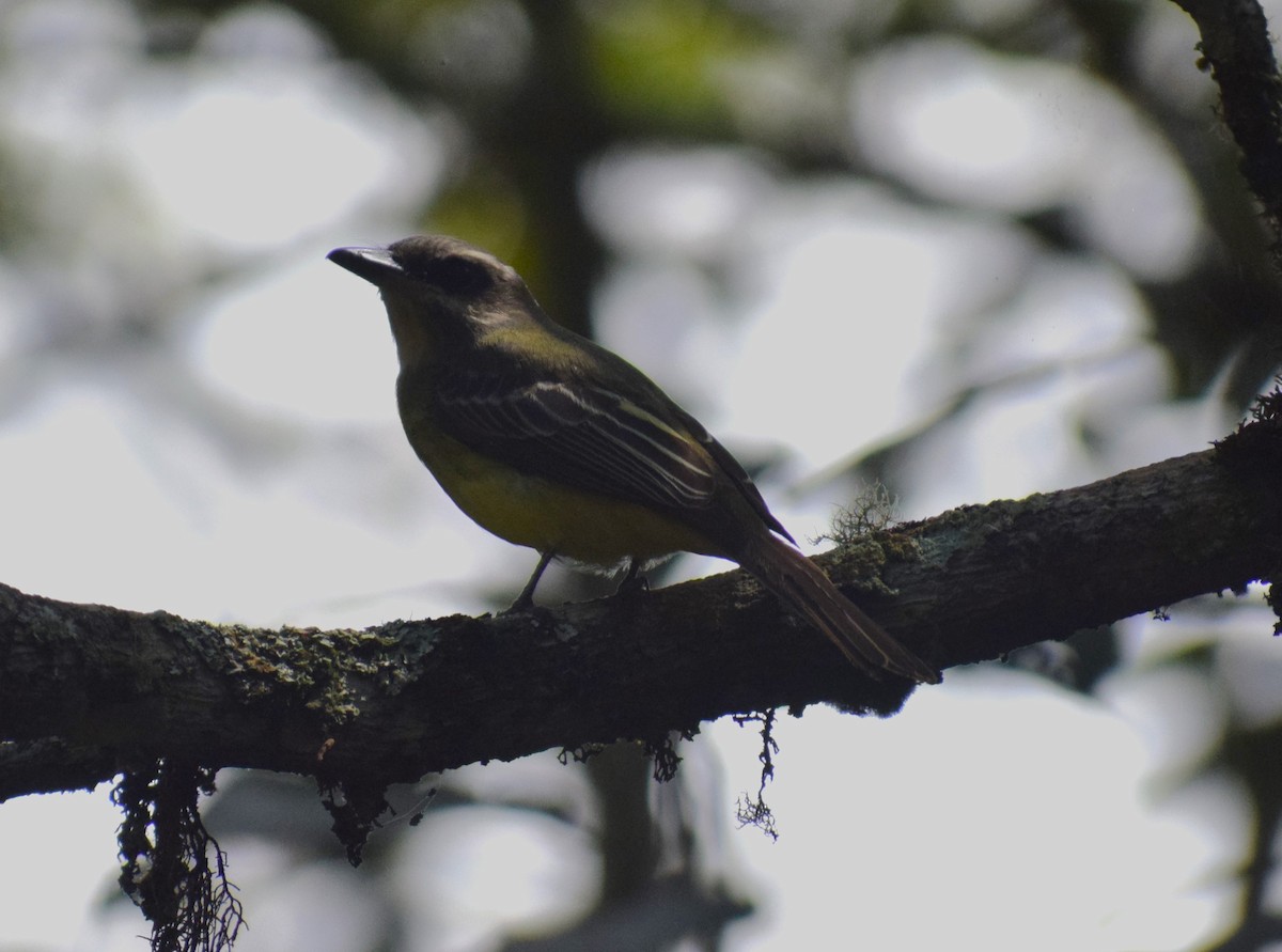 Golden-crowned Flycatcher - ML635141585