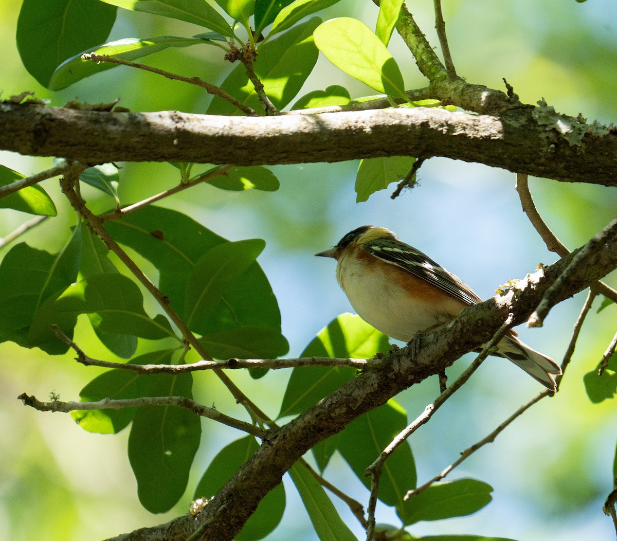 Bay-breasted Warbler - ML635141630
