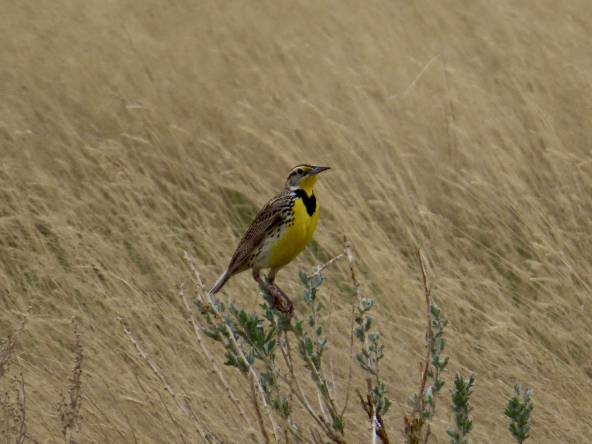 Western Meadowlark - ML635141673