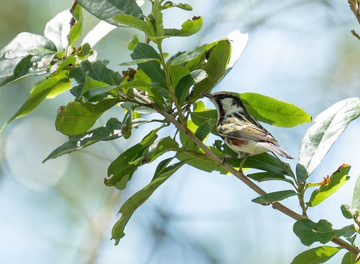 Chestnut-sided Warbler - ML635141684