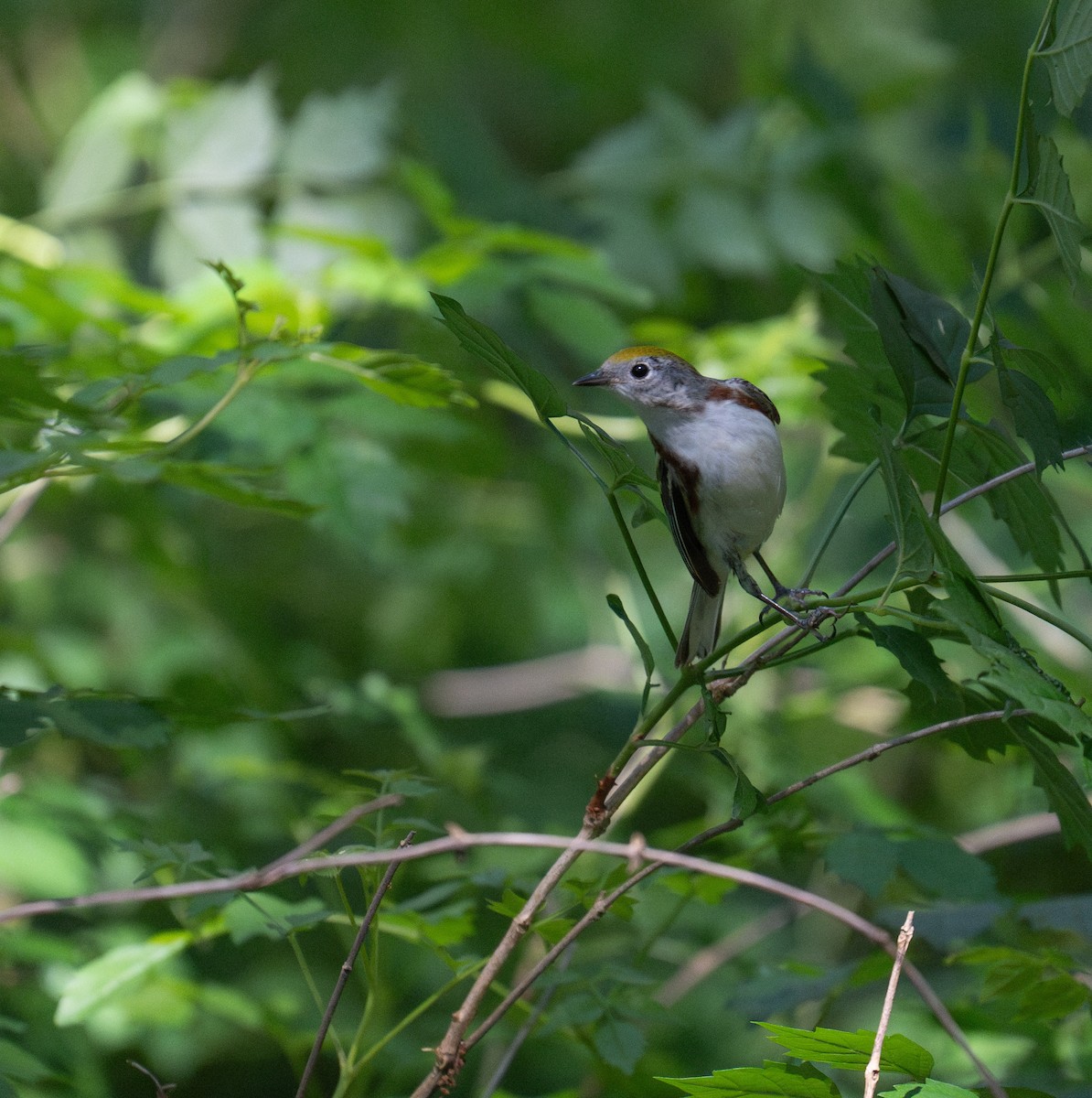 Chestnut-sided Warbler - ML635141685