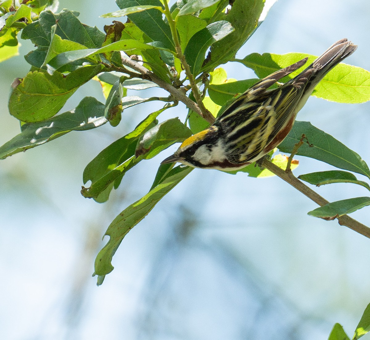 Chestnut-sided Warbler - ML635141686
