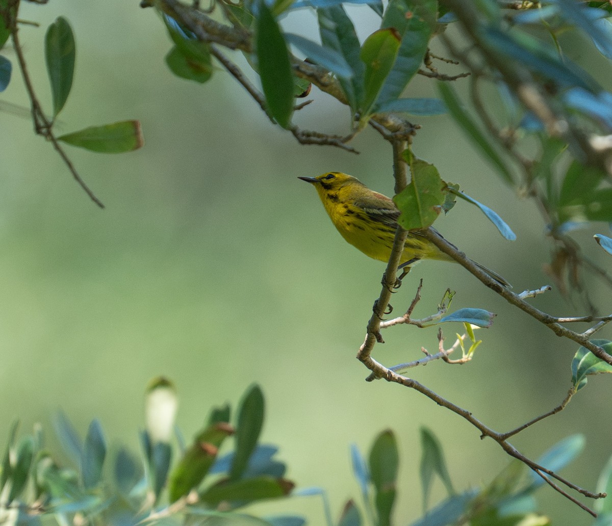 Prairie Warbler - ML635141716