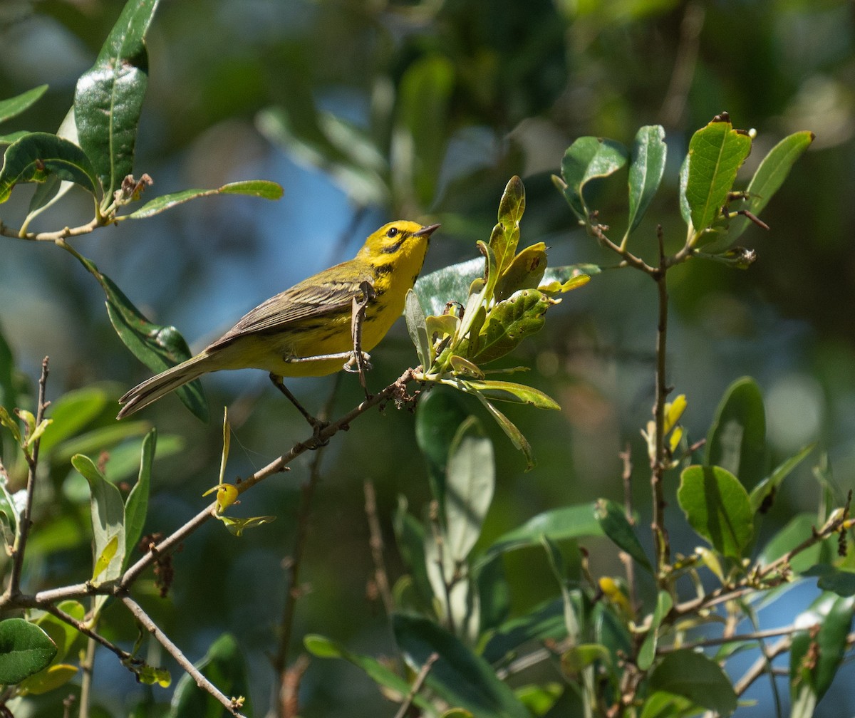 Prairie Warbler - ML635141717