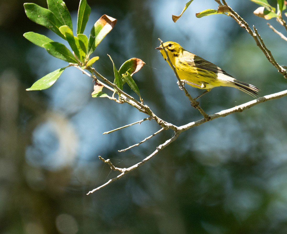 Prairie Warbler - ML635141718