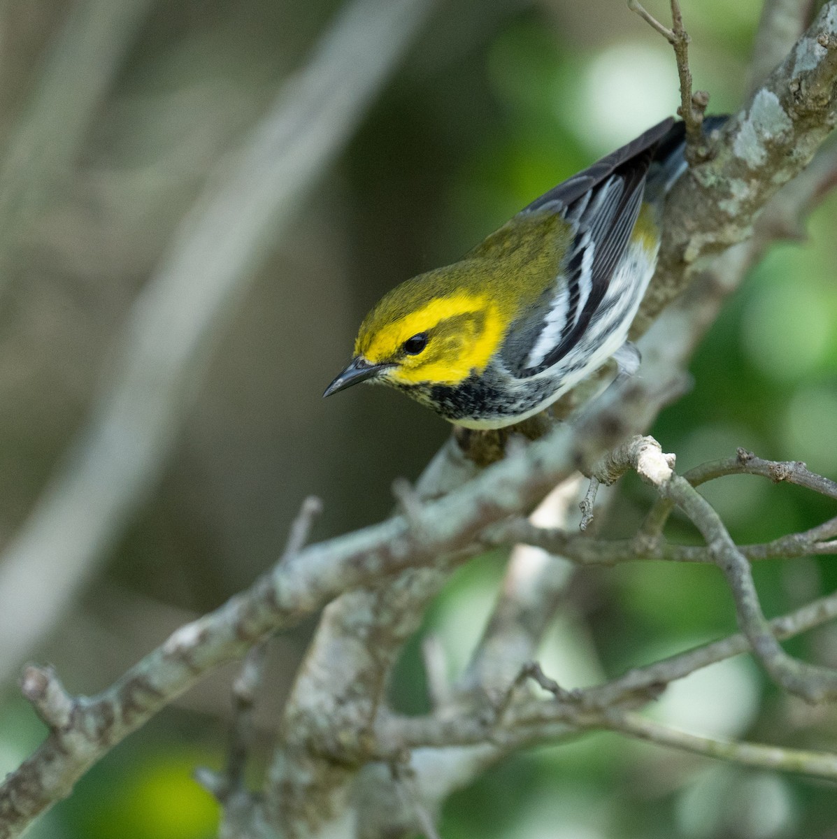 Black-throated Green Warbler - ML635141747
