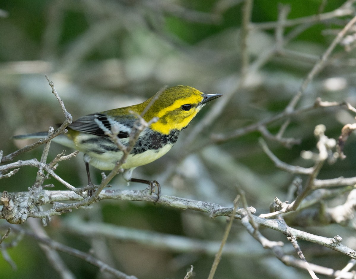 Black-throated Green Warbler - ML635141748