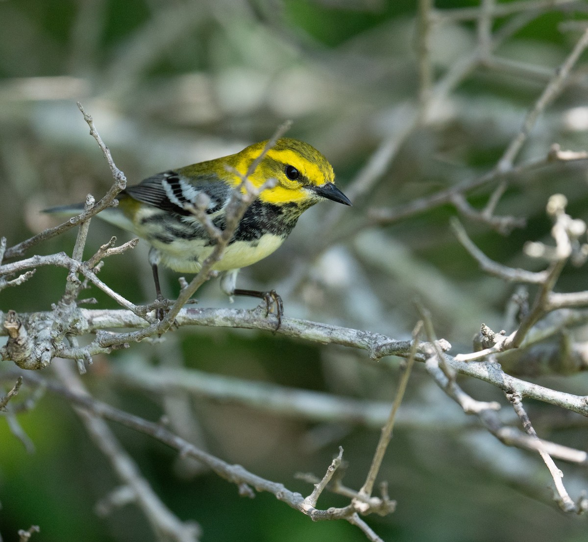 Black-throated Green Warbler - ML635141749