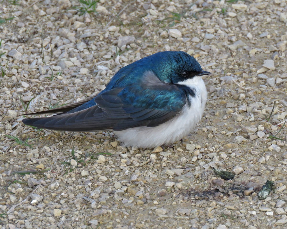 Tree Swallow - ML635141759