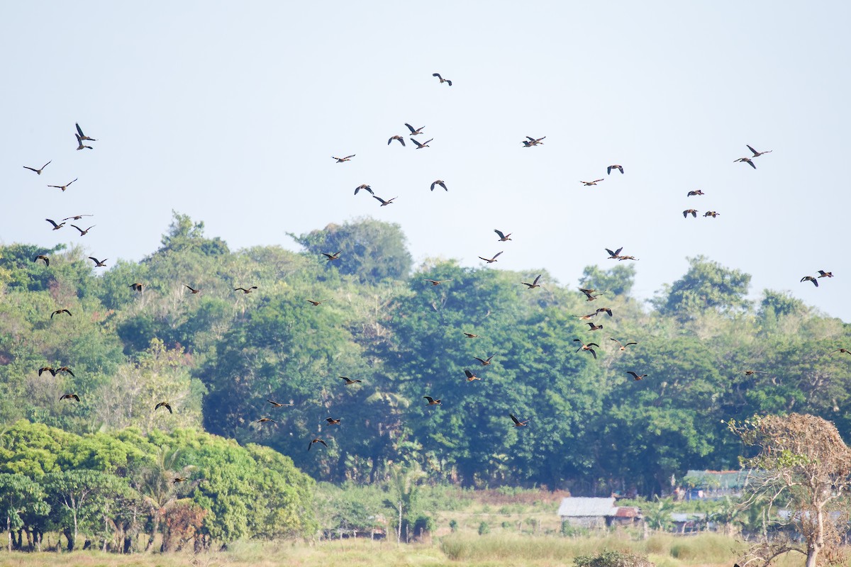 Wandering Whistling-Duck - ML635141804
