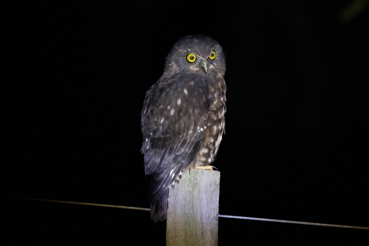 Morepork - ML635141820