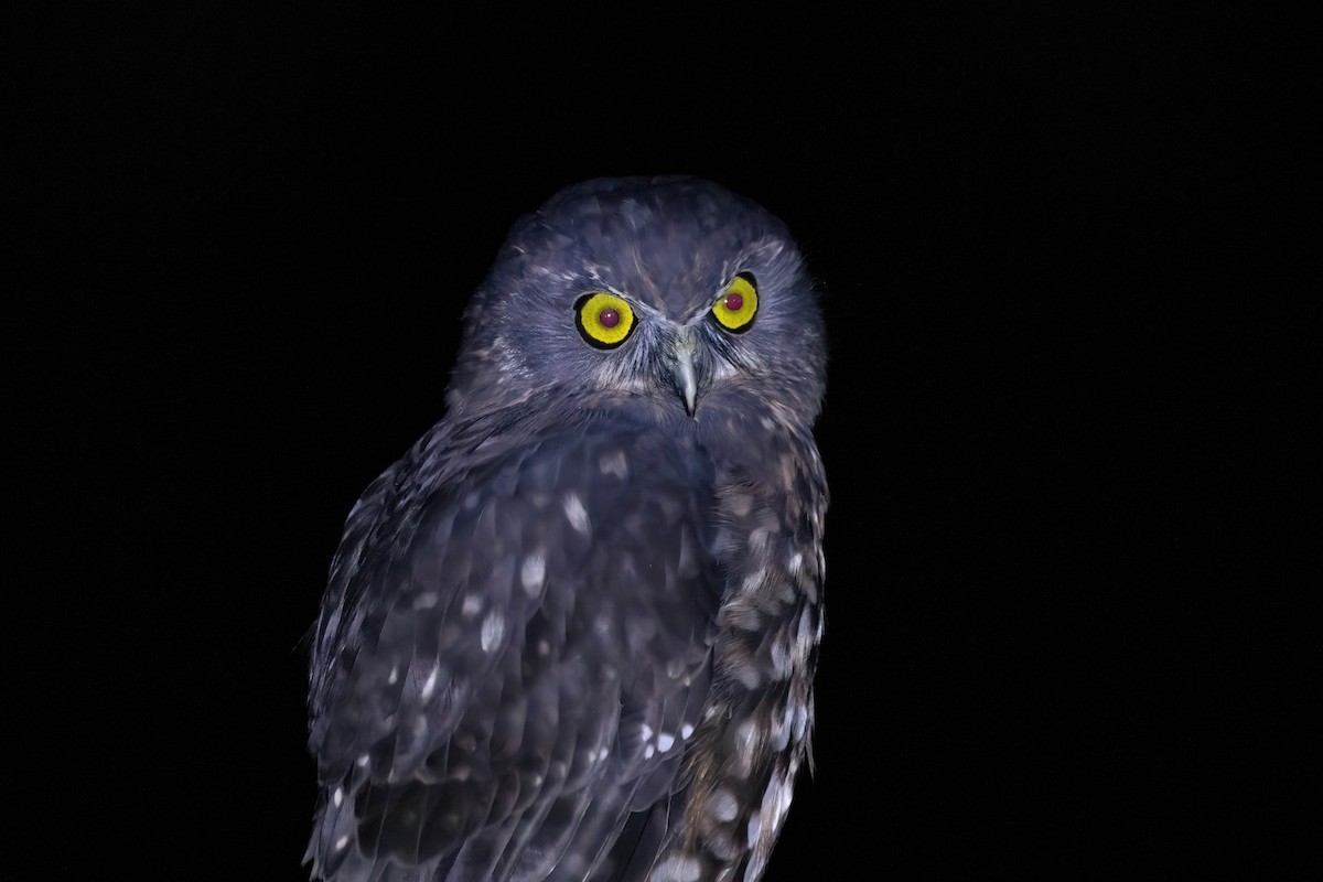 Morepork - ML635141821
