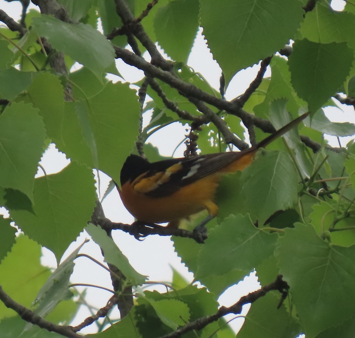 Baltimore Oriole - ML635141828