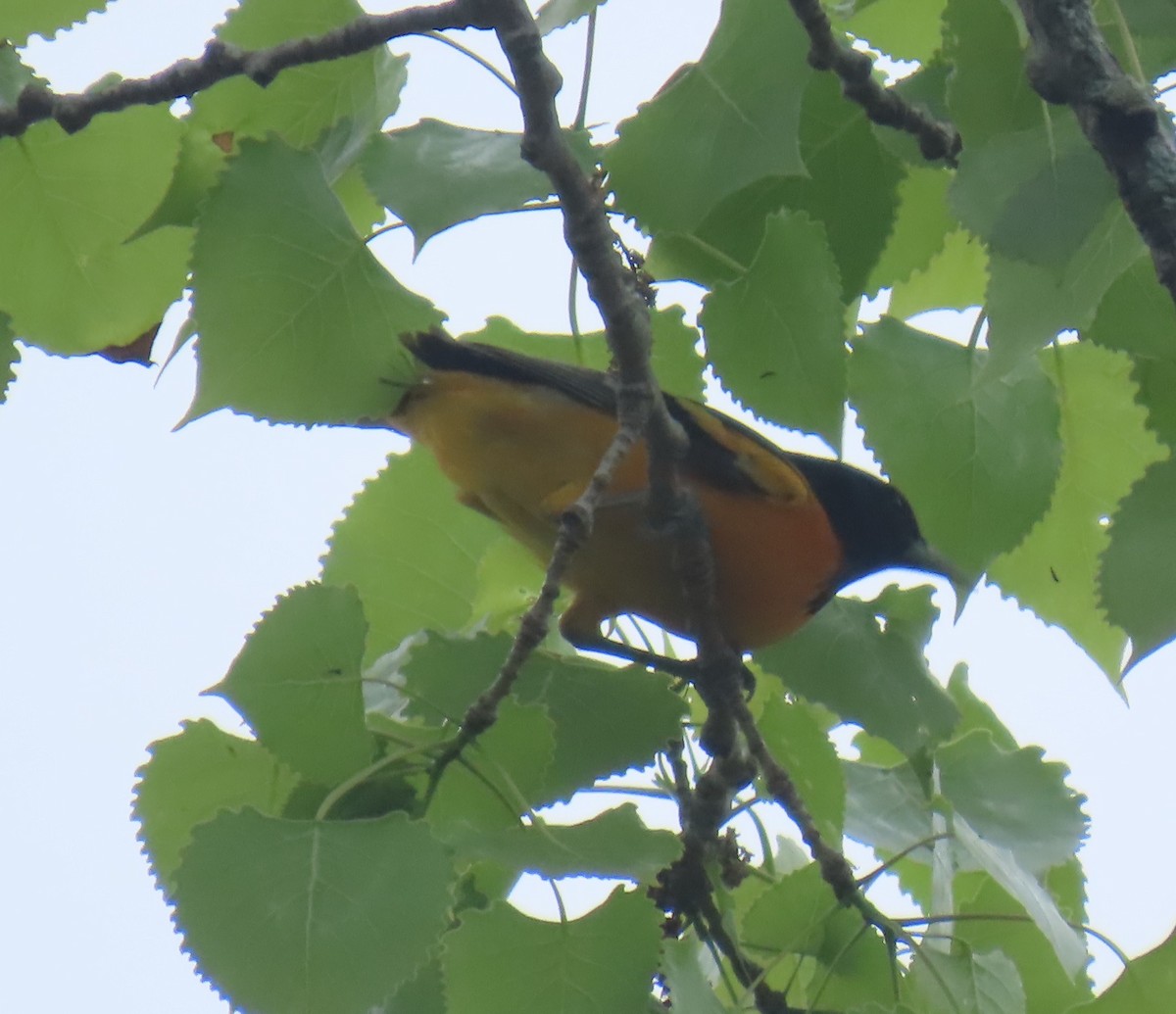 Baltimore Oriole - ML635141831