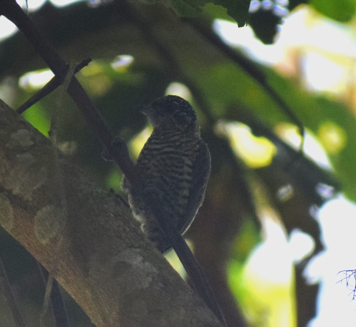 Lafresnaye's Piculet - ML635141838