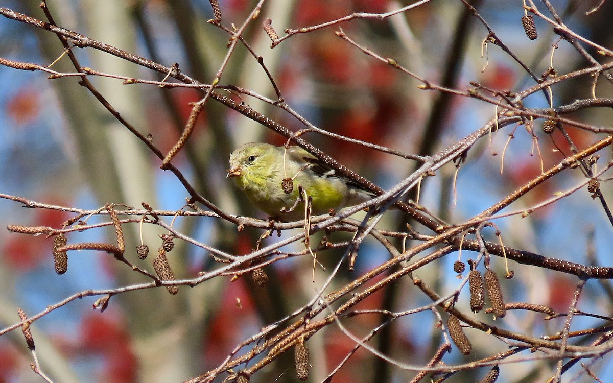 American Goldfinch - ML635141900