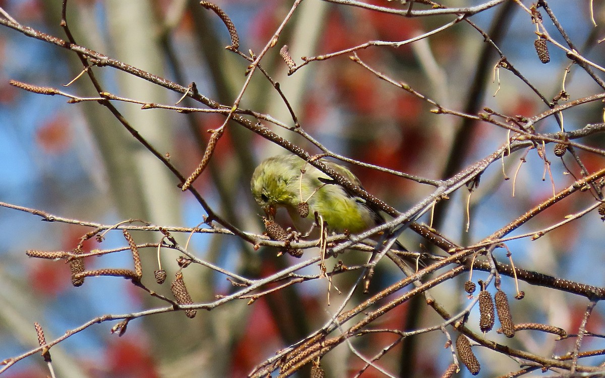 American Goldfinch - ML635141905