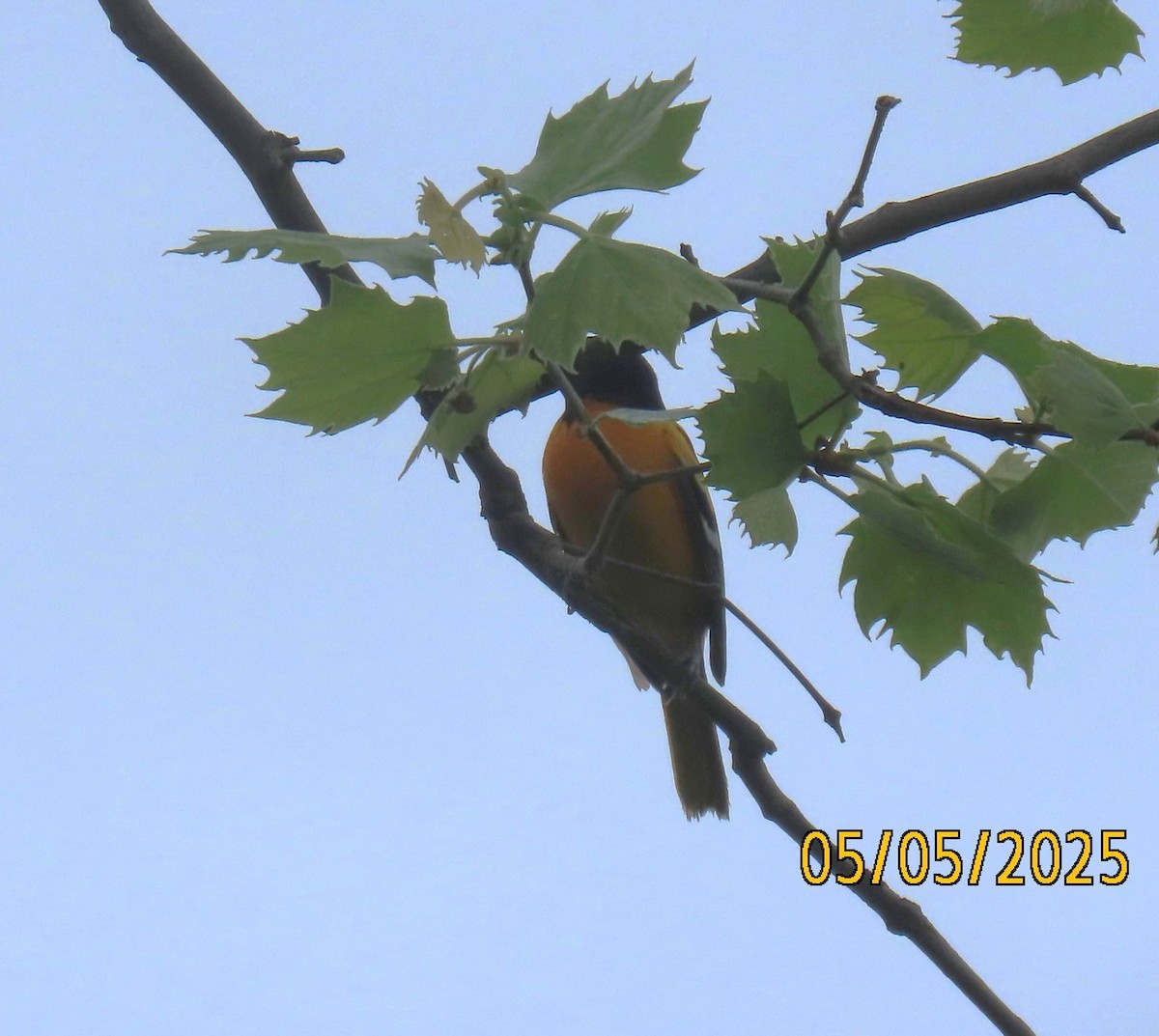 Baltimore Oriole - ML635142032