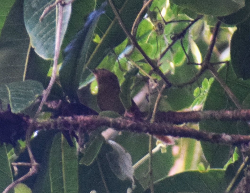 Ochre-throated Foliage-gleaner - ML635142037