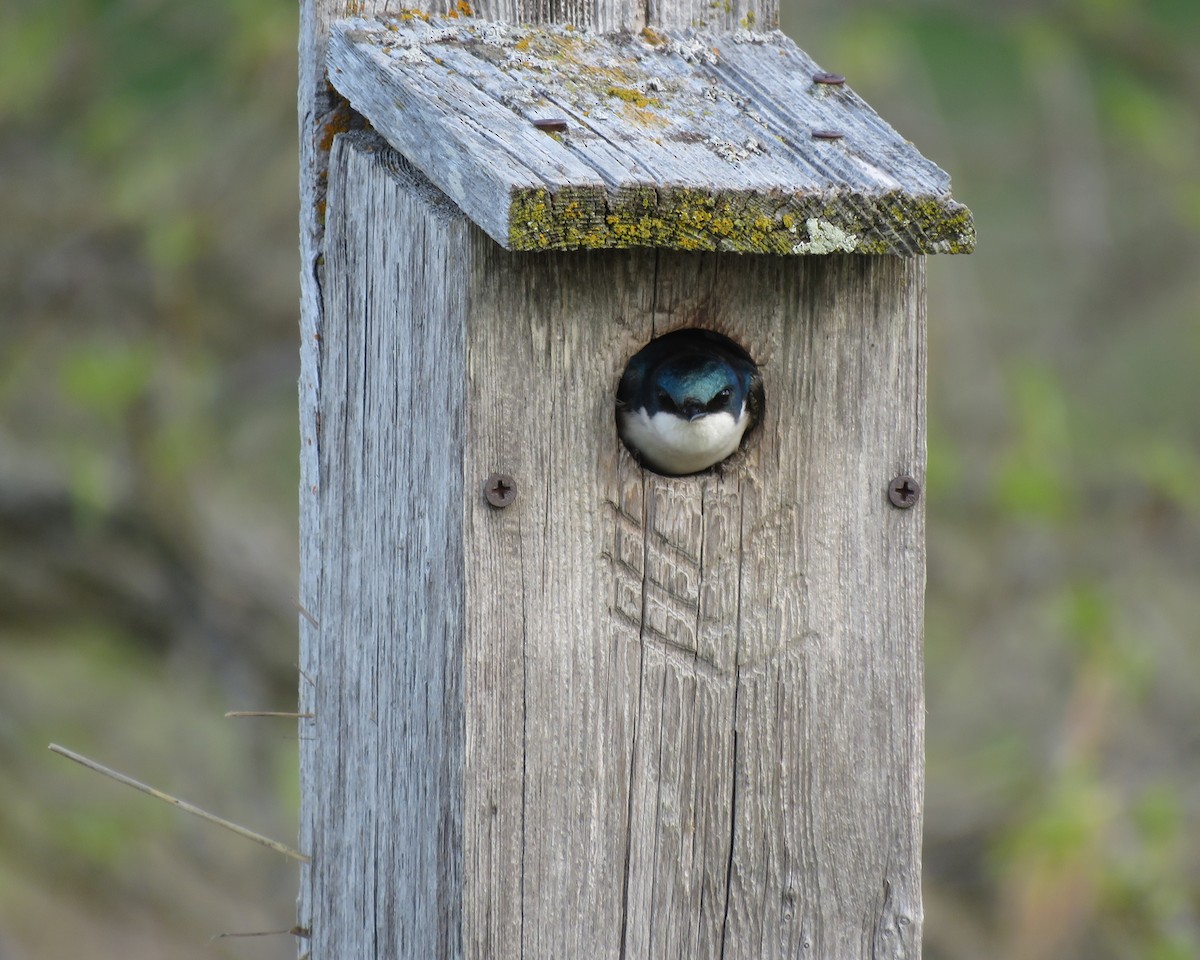 Tree Swallow - ML635142096