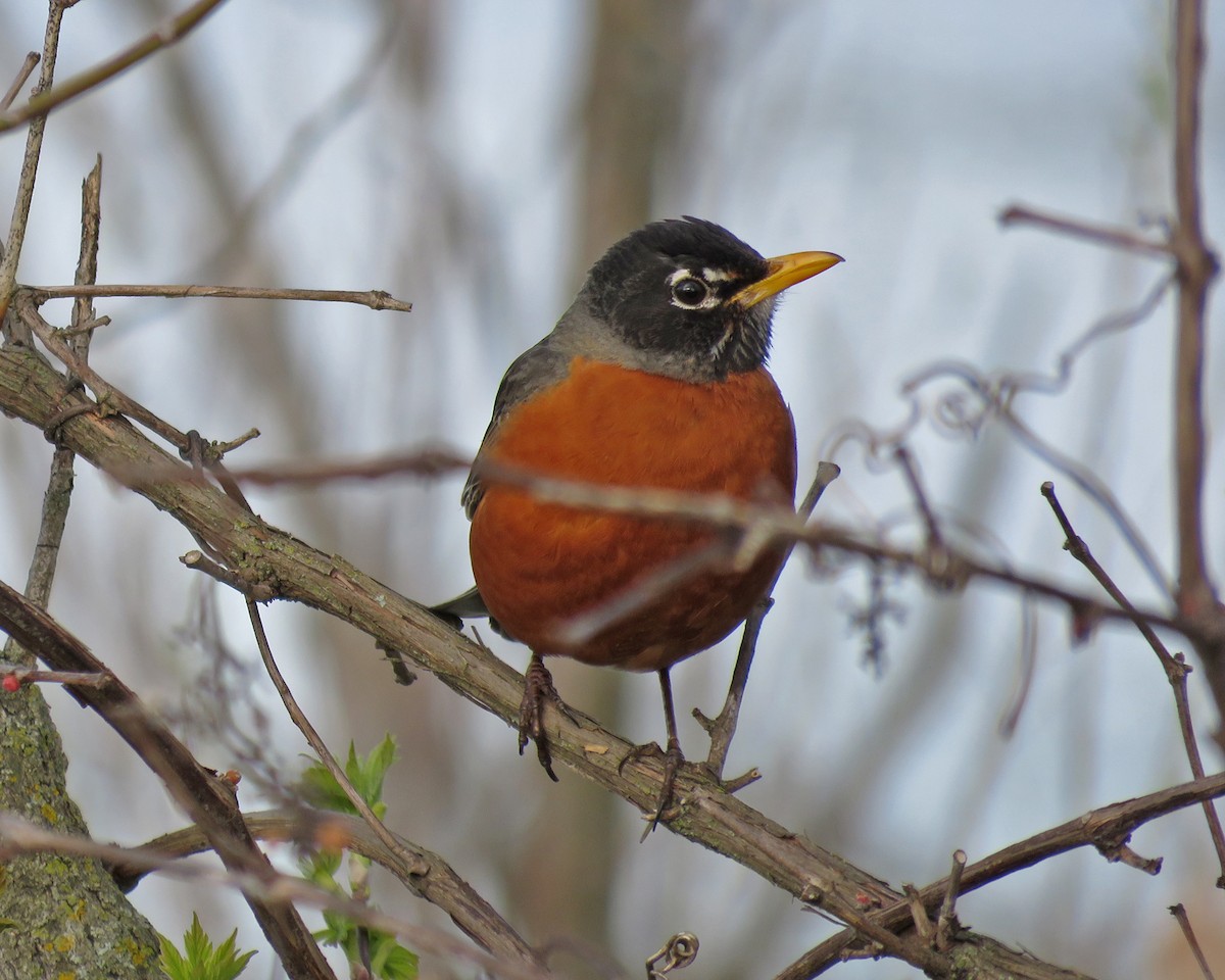 American Robin - ML635142132