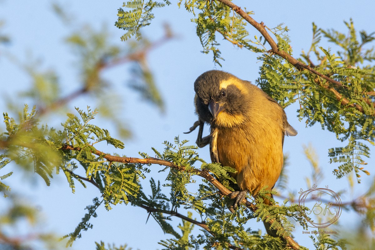 Golden-billed Saltator - ML635142149