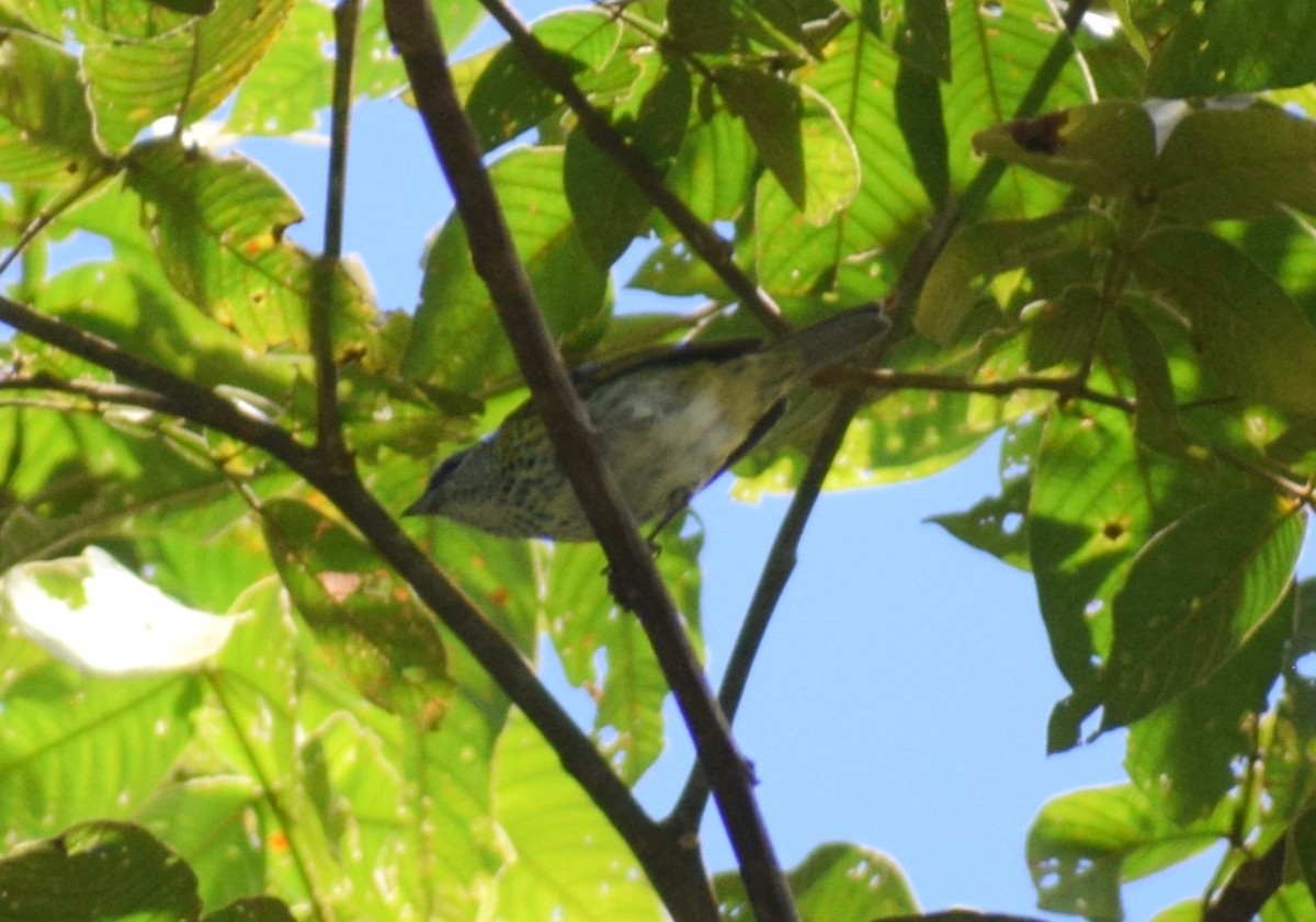 Spotted Tanager - ML635142274