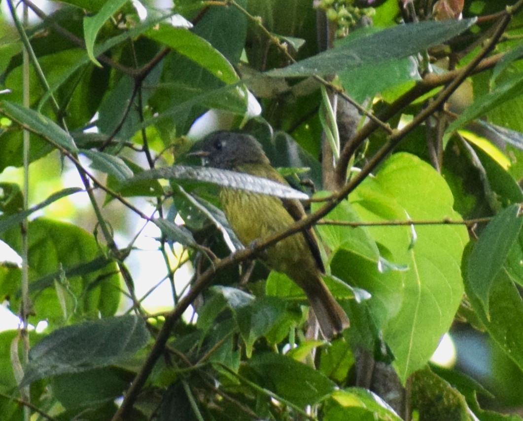 Streak-necked Flycatcher - ML635142295