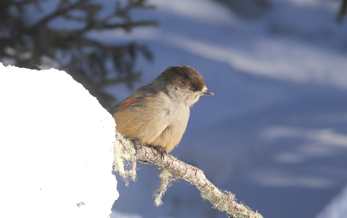 Siberian Jay - ML635142371