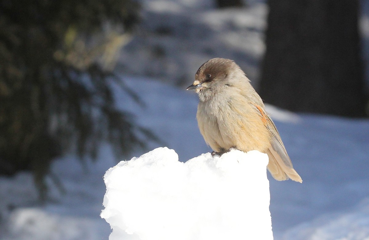 Siberian Jay - ML635142372